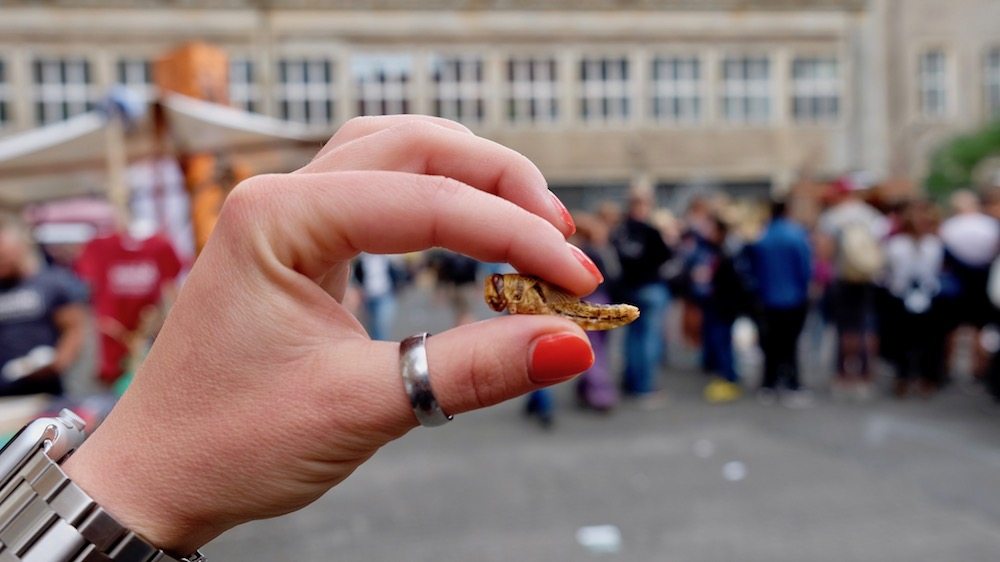 Insekten essen auf der Paleo Convention 2017